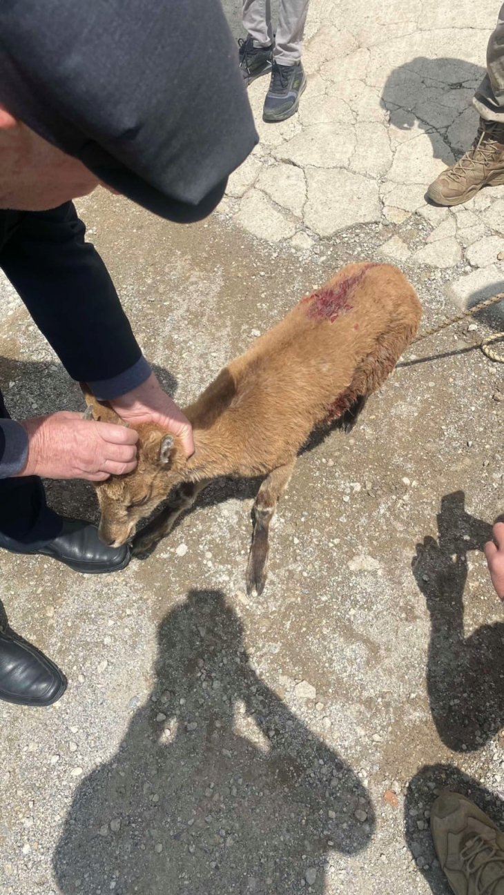 Siirt'te Yırtıcı Hayvan Saldırısında Yaralanan Minik Dağ Keçisini Vatandaşlar Kurtardı