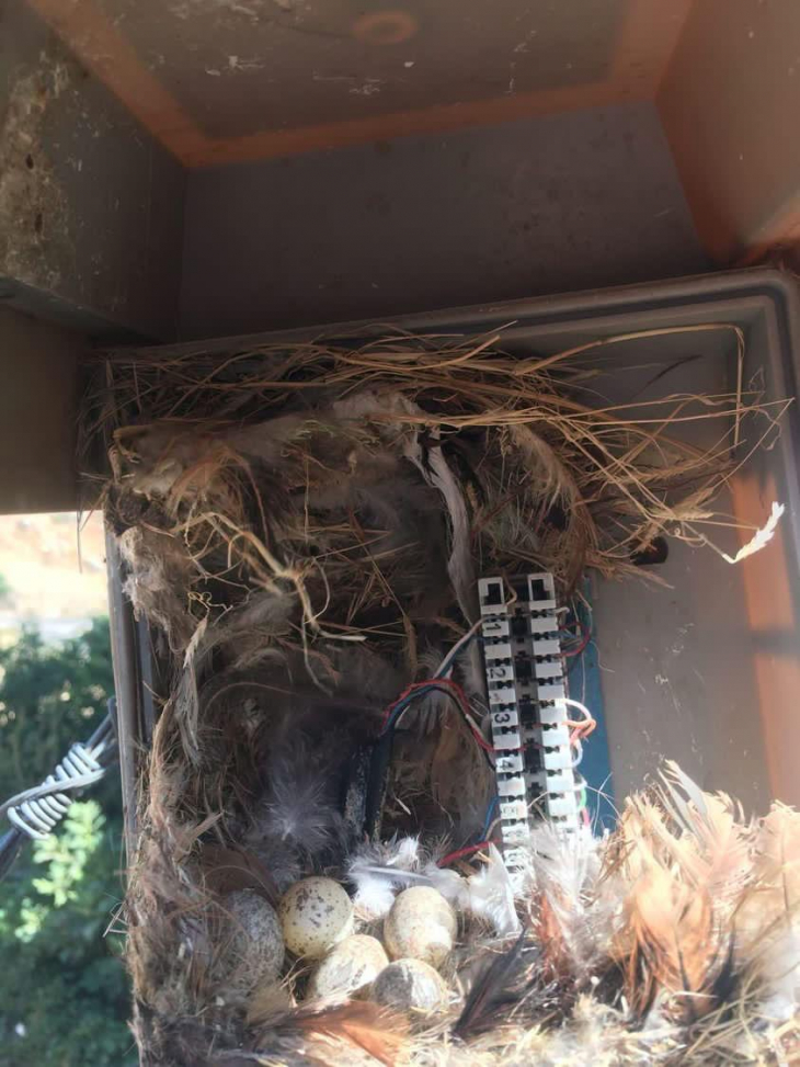 Siirt'te Telekom'un lokal kutusundan kuş yuvası çıktı