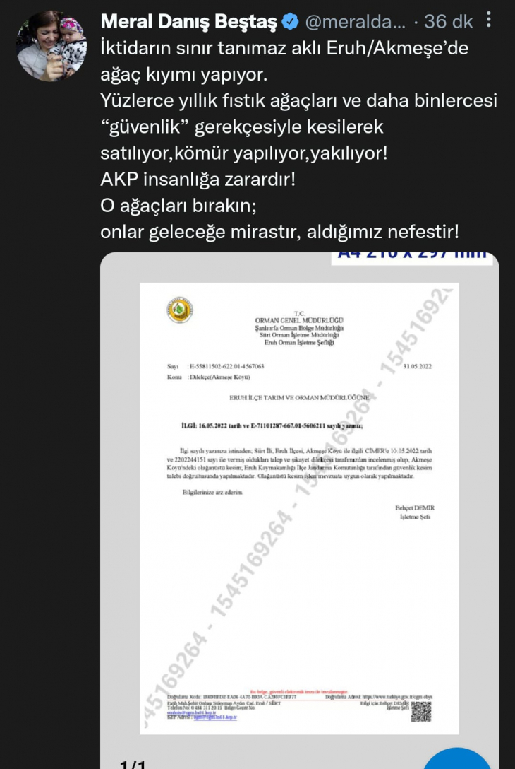 HDP Siirt Milletvekili Beştaş: Eruh Akmeşe'de Ağaç Kıyımı Yapıyor