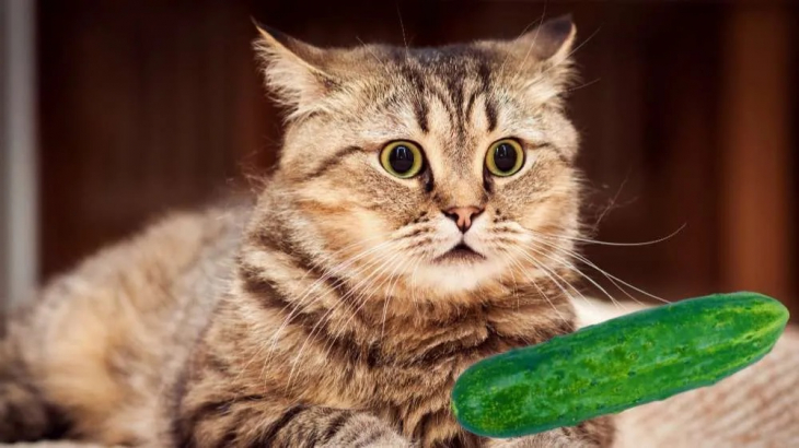 Kediler salatalıktan neden korkar?