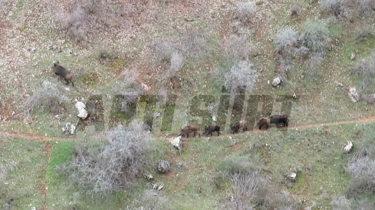 Siirt'te Yaban Domuzu Sürüsü Görüntülendi