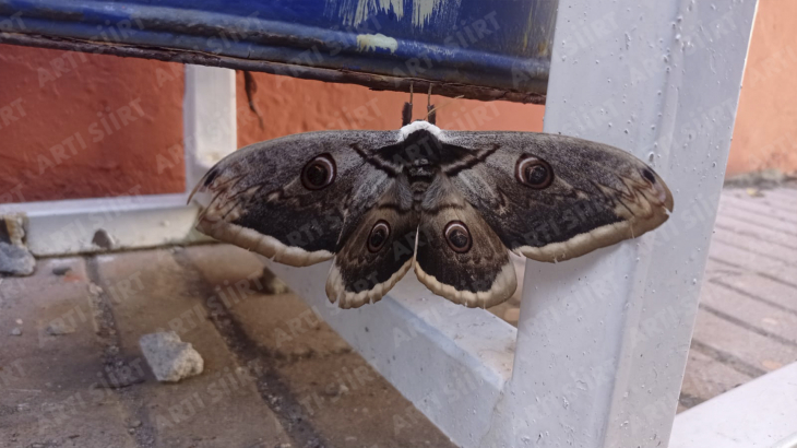 Siirt'te Avrupa'nın en büyük kelebeği görüldü