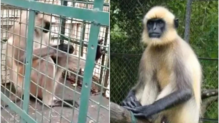 İki haftada 20 kişiyi öldüren 'Dünyanın en çok aranan maymunu' tutuklandı... Başına ödül bile konulmuştu