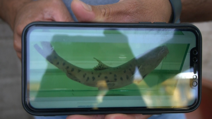 Dünyada en çok aranan balık en son Botan Çayı'nda görülmüştü! Leopar sazanı bulmak için Siirt'e geldiler