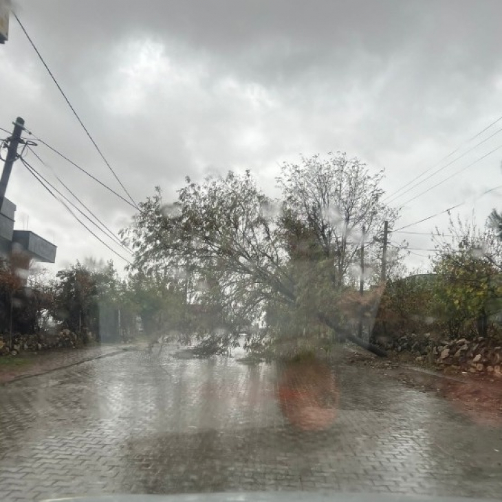 Siirt'te Şiddetli Rüzgar Ağacın Yola Devrilmesine Neden Oldu