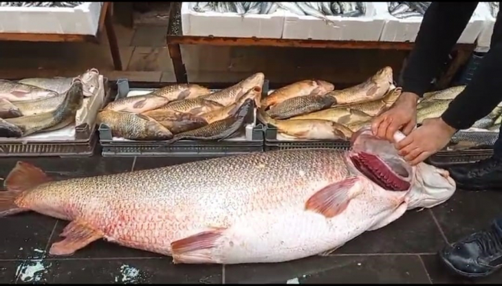 Botan'da balıkçının oltasına takılan balık 16 bin liraya satıldı