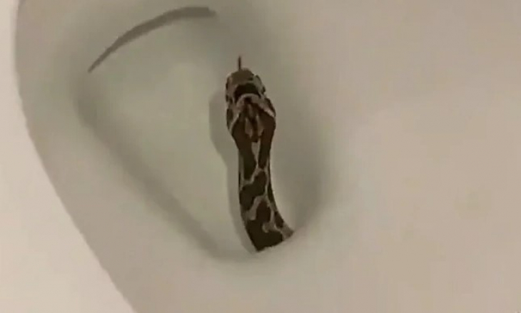 Sabah tuvalete gitti ve şoka girdi. Bu da yeni fobi olacak. Klozetten yılan çıktı!