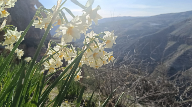 Siirt Botan Vadisi Milli Parkı'nda Baharı Müjdeleyen Nergisler Çiçek Açtı!