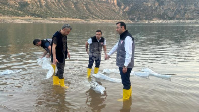 Bir Milyon 300 Bin Yavru Şabut Balığı Siirt Baraj Göllerine Bırakıldı