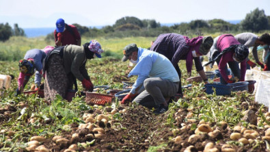 CHP'li Tutdere: Mevsimlik tarım işçilerine emeklerinin karşılığı verilmelidir