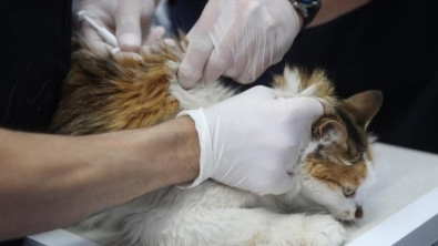 Diyarbakır'da 4 bin 506 kedi-köpek aşılandı