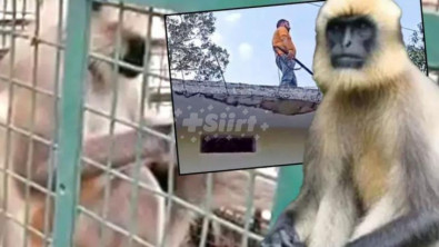 İki haftada 20 kişiyi öldüren 'Dünyanın en çok aranan maymunu' tutuklandı... Başına ödül bile konulmuştu