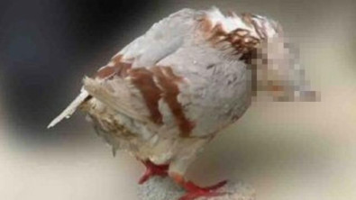 İngiltere'de kuşları zombiye dönüştüren gizemli virüs paniği yaşanıyor