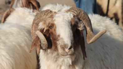 Koçun Saldırısına Uğrayan Çoban Hayatını Kaybetti