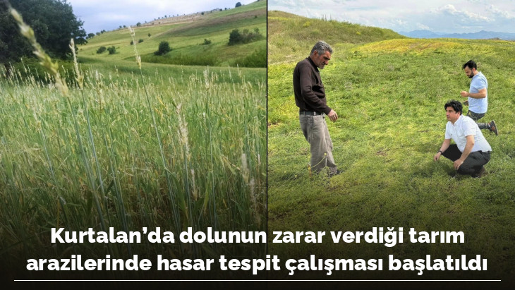 Kurtalan'da dolunun zarar verdiği tarım arazilerinde hasar tespit çalışması başlatıldı