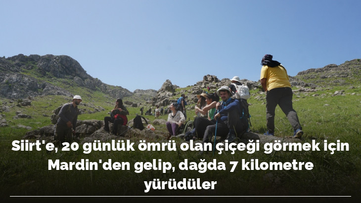 Siirt'e, 20 günlük ömrü olan çiçeği görmek için Mardin'den gelip, dağda 7 kilometre yürüdüler