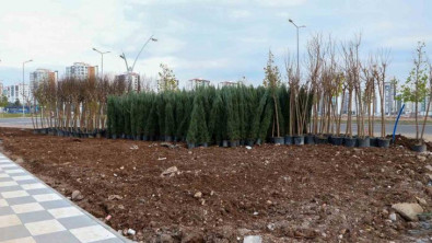 Mezopotamya Yeşil Kuşakta bin 800 ağaç ve 6 bin çalı dikilecek