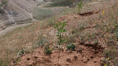 Şanlıurfa OBM: Siirt'te daha önce amacı dışında kullanılan, sürekli tahrip edilen saha yeşil alana dönüştürülecek