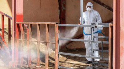 Şap hastalığı hızla yayılıyor! Zonguldak'ta 215 köy karantinaya alındı
