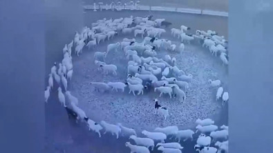 Sebebi belirsiz: Çin'de çember olan koyunlar 12 gün boyunca döndü