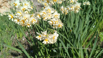 Siirt Botan Vadisi Milli Parkı'nda Baharı Müjdeleyen Nergisler Çiçek Açtı!