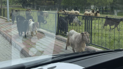 Siirt'te Başıboş Hayvanlar Yeniden Sokaklarda! Vatandaşlar Durumdan Şikayetçi