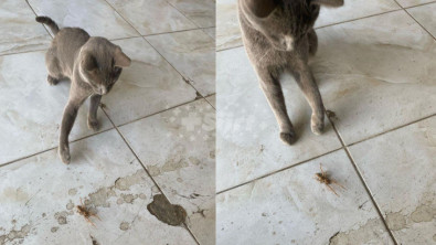 Siirt'te et yiyen böcek ve kedinin mücadelesinde kazanan kedi oldu!