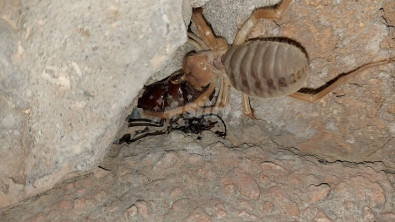 Siirt'te ''Etçil Sarıkız'' Örümceği, Avladığı Böceği Yerken Görüntülendi