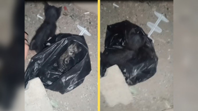 Siirt'te İnsanlığın Geldiği Son Nokta! 2 Yavru Kediyi Poşete Koyup Yola Attılar 