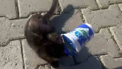 Siirt'te kafasını ayran kutusuna sıkıştıran yavru kediyi bir vatandaş kurtardı