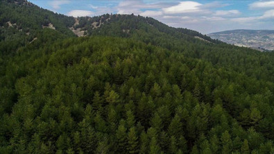 Siirt'te Orman Alanlarına Giriş Yasaklandı