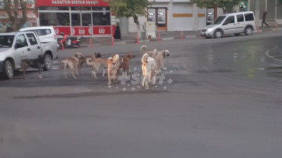 Siirt'te Sürü Halinde Gezen Sokak Köpekleri Vatandaşları Tedirgin Ediyor