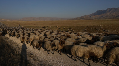 Siirtli Aşirete Ait Koyun Sürüsü Uçuruma Yuvarlandı: 100 Koyun Telef Oldu