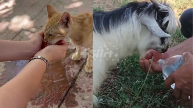 Siirtli Vatandaşlar Susayan Kedi ve Keçilere Elleriyle Su İçirdi