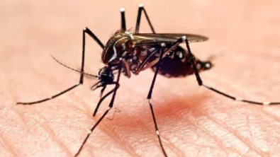 Sivrisineklerin insan seçtiği ortaya çıktı! Belli kokulara ilgi duyuyorlar