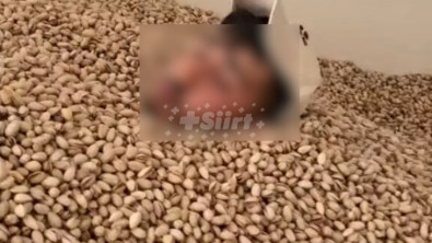 Süt ve zeytin banyosundan sonra Siirt Fıstığı... Siirt'te çekildiği öne sürülen video sosyal medyada gündem oldu!