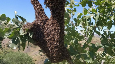 Siirt'te Oğul Veren Arılar Meşe Ağacını Sardı