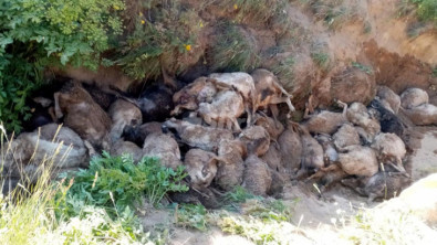 Van'da korkunç olay: 130 koyun telef oldu!